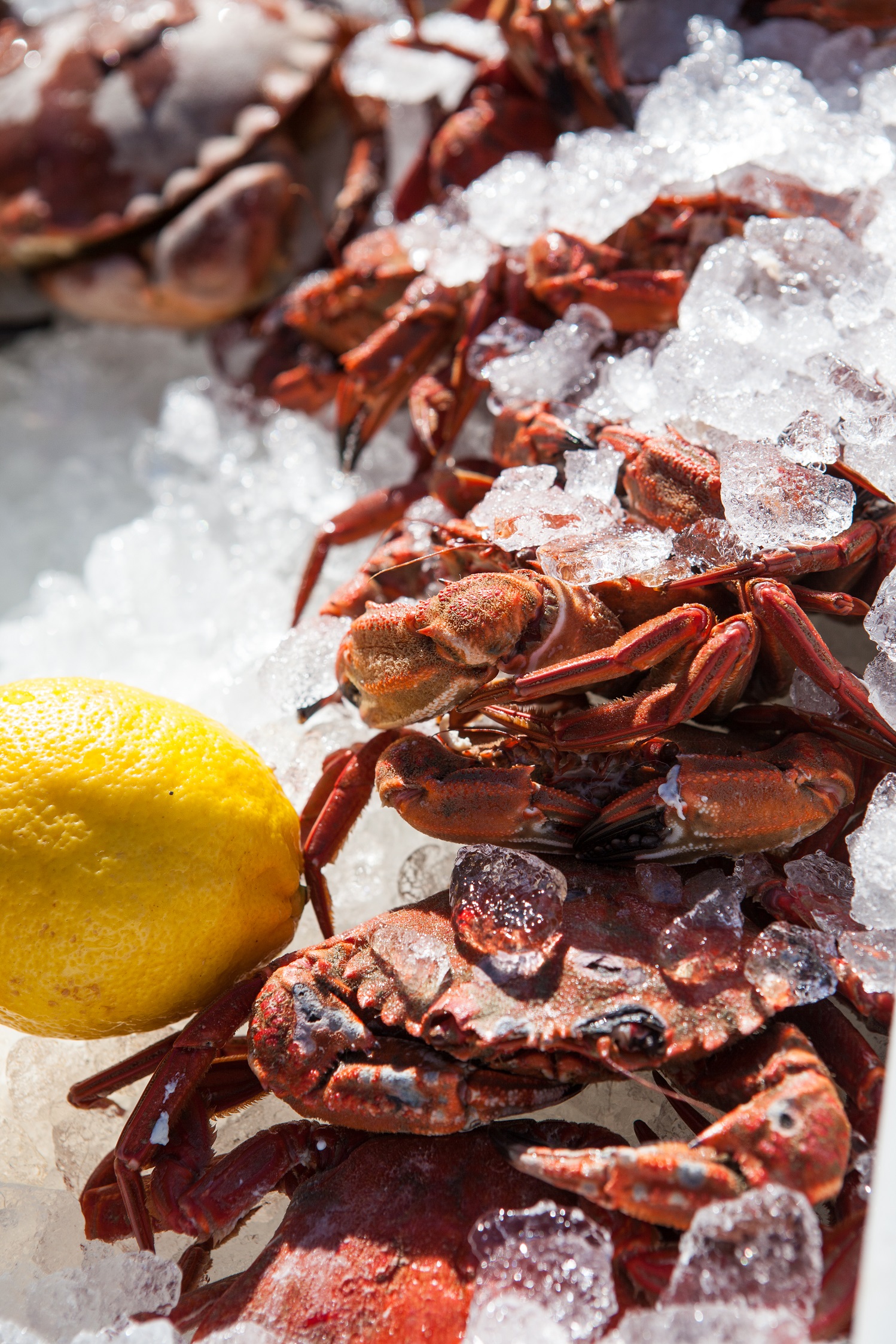 Porthleven Food and Music Festival