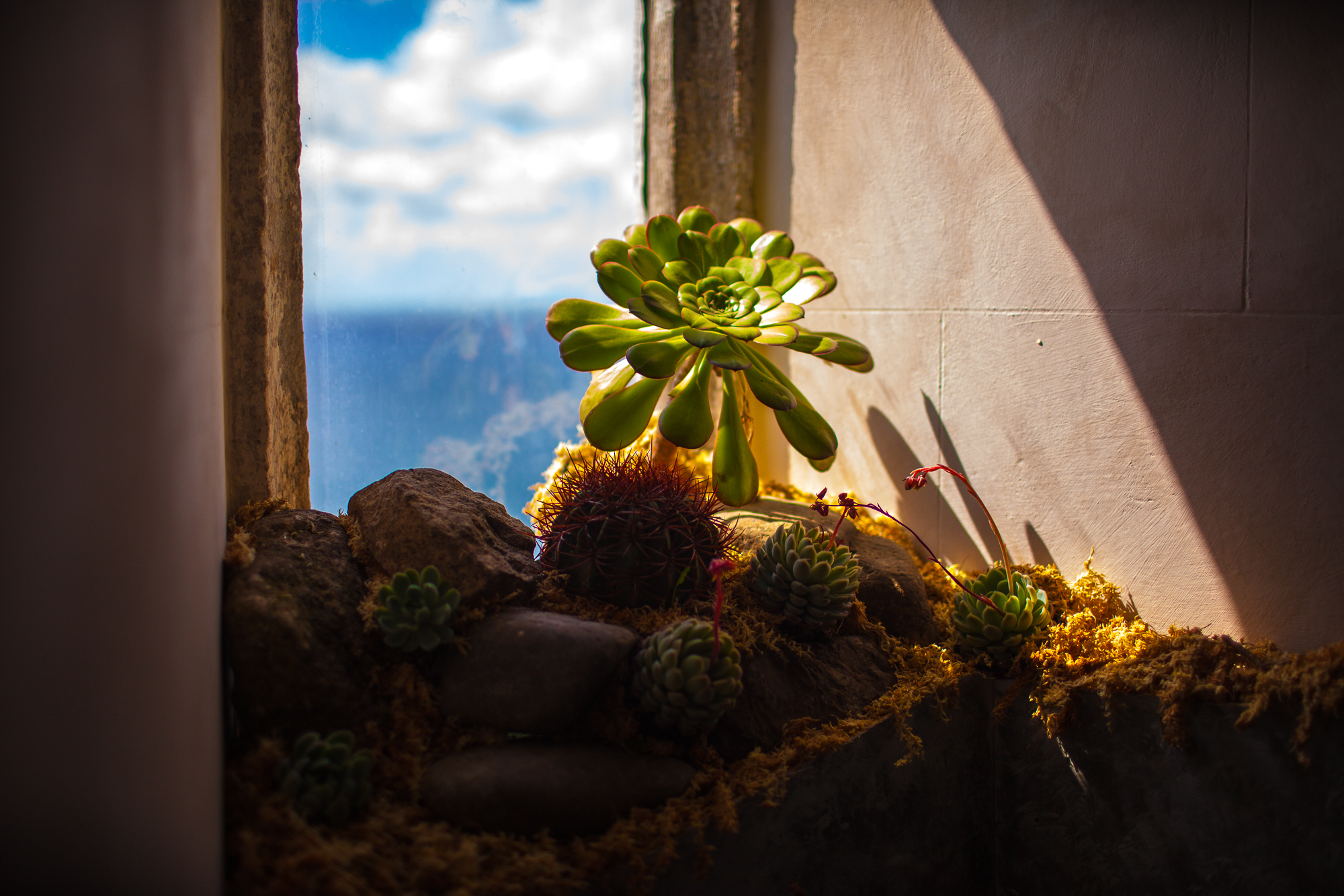 Garden in a Castle – Photography