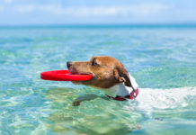 Dog Friendly Cornwall Dog Friendly Cornwall